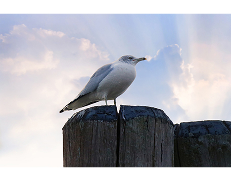 Animals-Birds